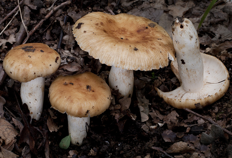 Russula subfoetens